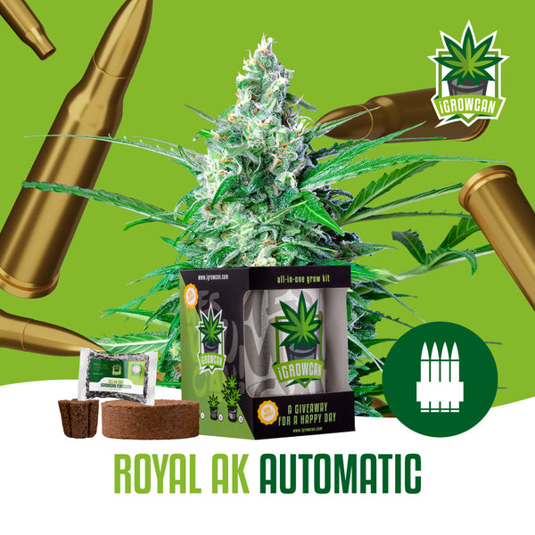 Igrowcan Samenset Royal AK Automatic Igrowcan Samenset Royal AK Automatic