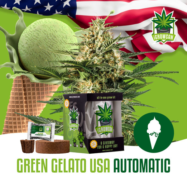 iGrowCan Samenset - Green Gelato USA Automatik
