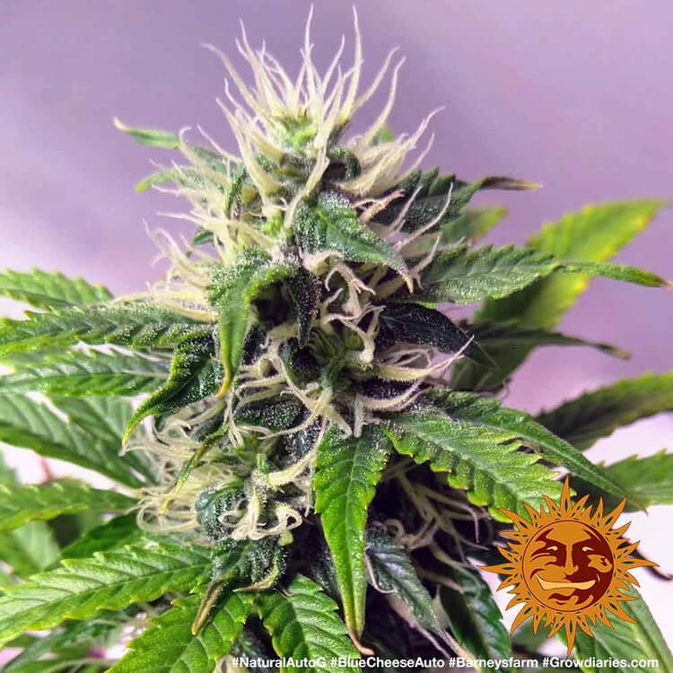Barneys Farm Cannabis Samen Blue Cheese Auto Barneys Farm Cannabis Samen Blue Cheese Auto