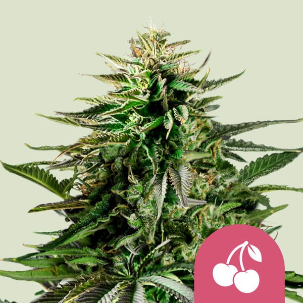 Royal Queen Seeds Cannabissamen - Cherry Pie USA Premium Feminized