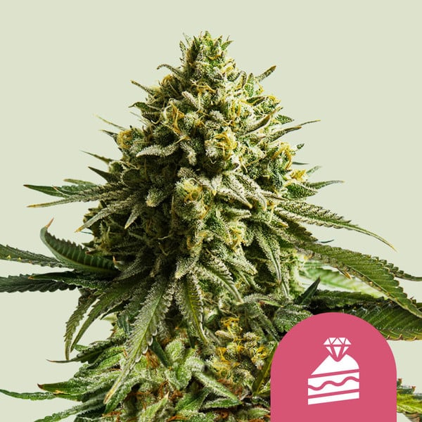 Royal Queen Seeds Cannabissamen - Wedding Cake USA Premium Feminized