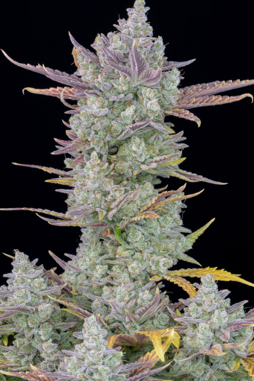 420 Fast Buds Cannabissamen Gorilla Cookies Automatic Pflanze 420 Fast Buds Cannabissamen Gorilla Cookies Automatic Pflanze