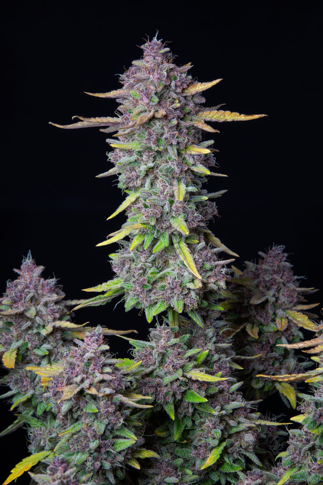 420 Fast Buds Cannabissamen Purple Punch Automatic Pflanze 420 Fast Buds Cannabissamen Purple Punch Automatic Pflanze