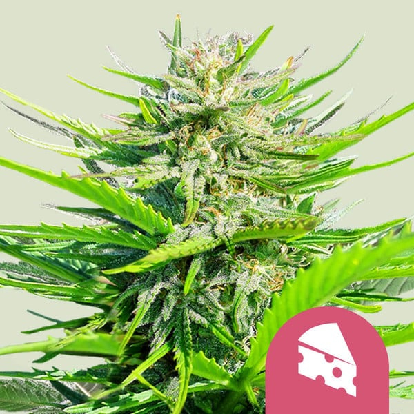 Royal Queen Seeds Cannabissamen - Royal Cheese Premium Feminized Fast Flowering