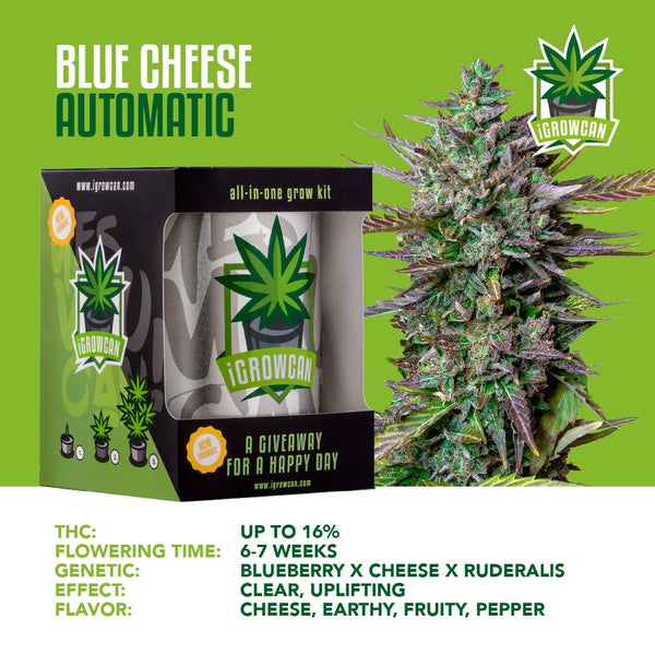 Igrowcan Samenset Blue Cheese Automatic Igrowcan Samenset Blue Cheese Automatic