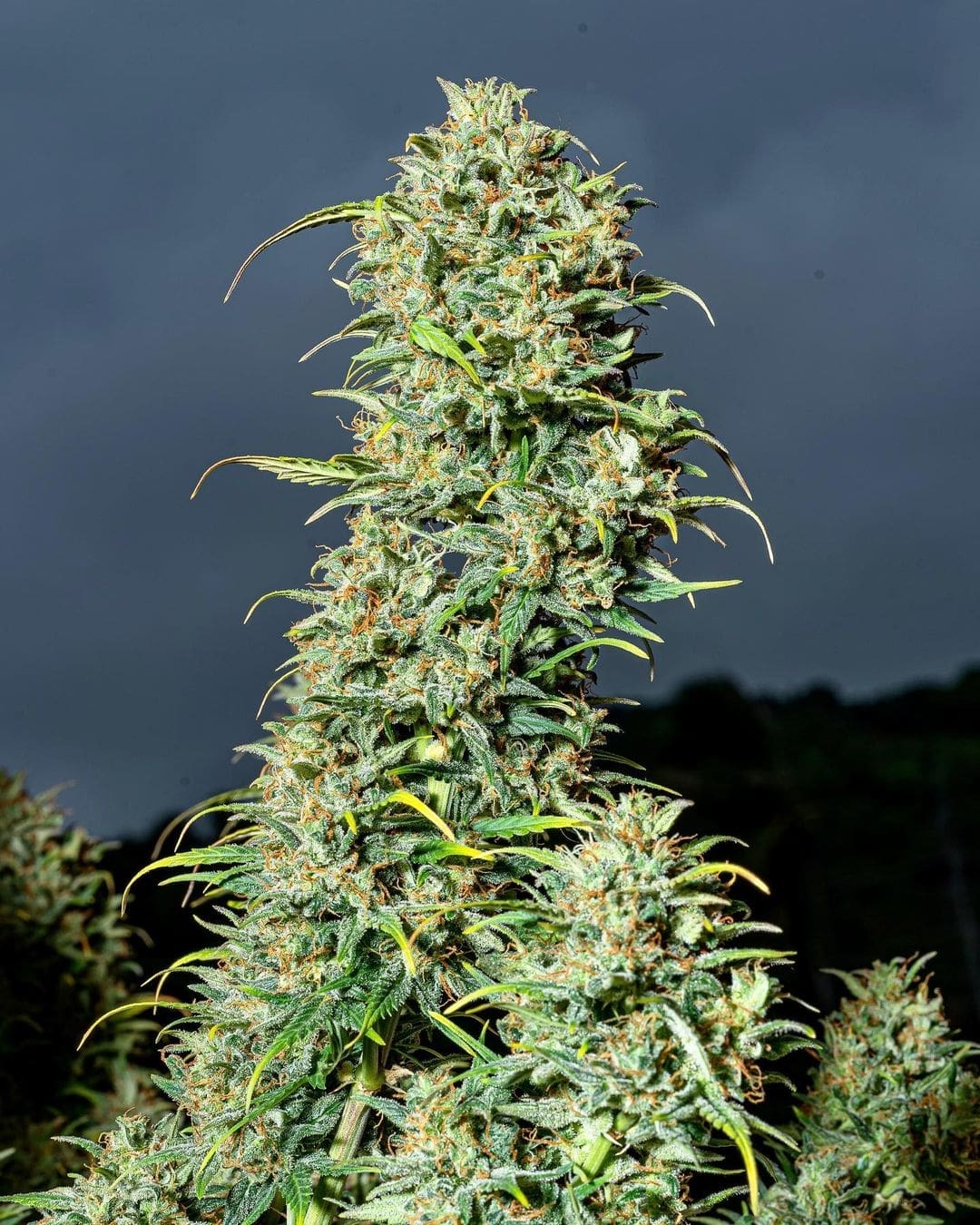 420 Fast Buds Cannabissamen Lemon AK Auto