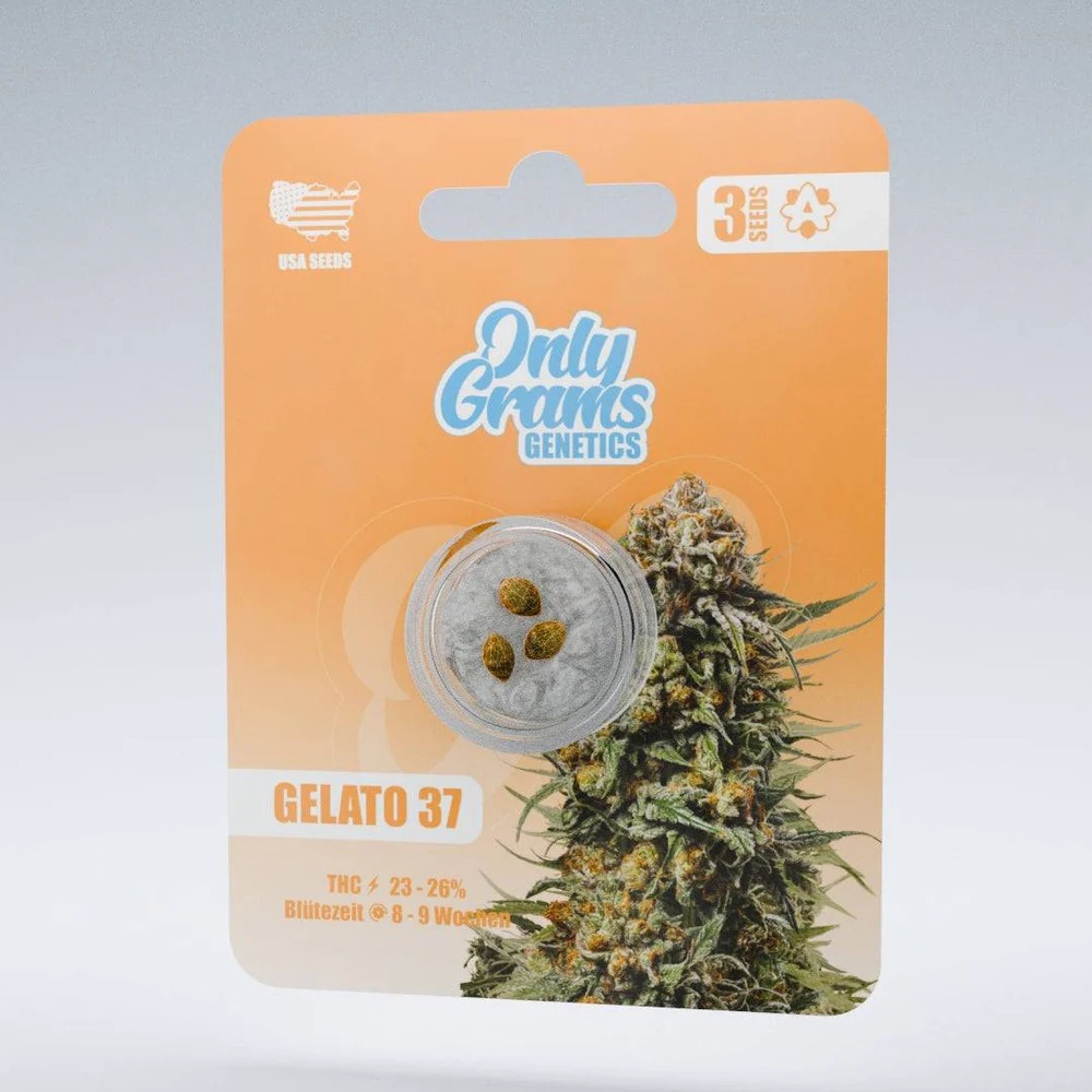 Only Grams Cannabissamen Gelato 37 Only Grams Cannabissamen Gelato 37