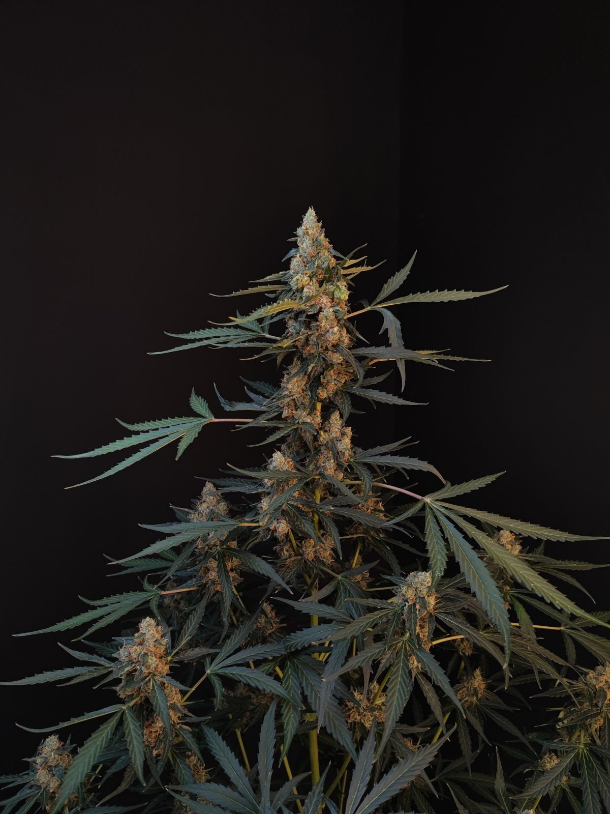 420 Fast Buds Cannabissamen - Northern Lights Auto