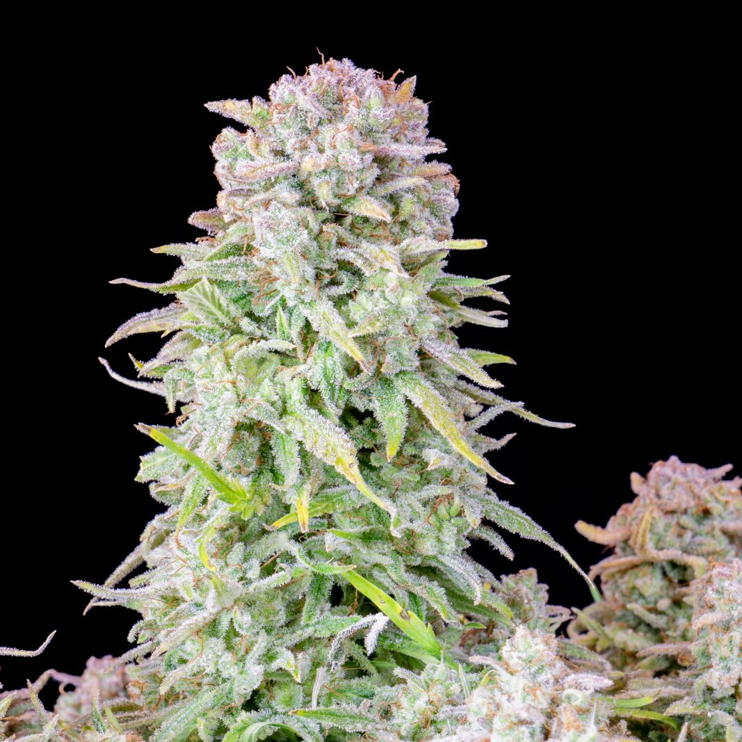 420 Fast Buds Cannabissamen Afghan Kush Automatic Pflanze