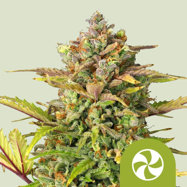 Royal Queen Seeds Cannabissamen Sweet ZZ Automatic Pflanze Royal Queen Seeds Cannabissamen Sweet ZZ Automatic Pflanze