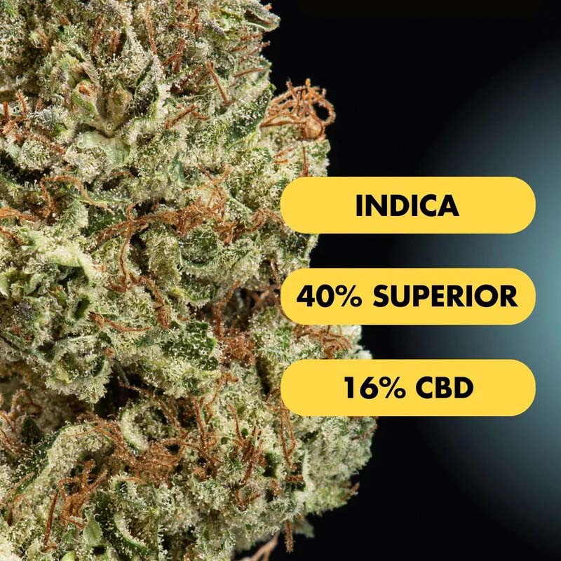 Only Grams Superior Blend Blüte Orange Ice Only Grams Superior Blend Blüte Orange Ice