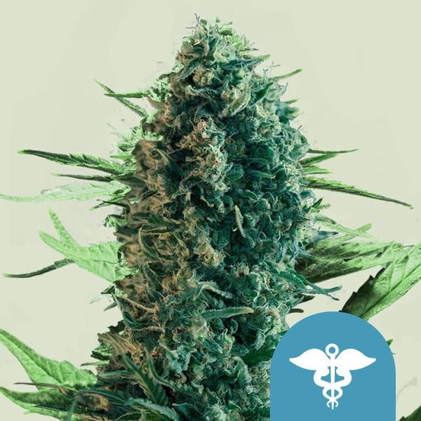 Royal Queen Seeds Cannabissamen Royal Medic Logo Royal Queen Seeds Cannabissamen Royal Medic Logo