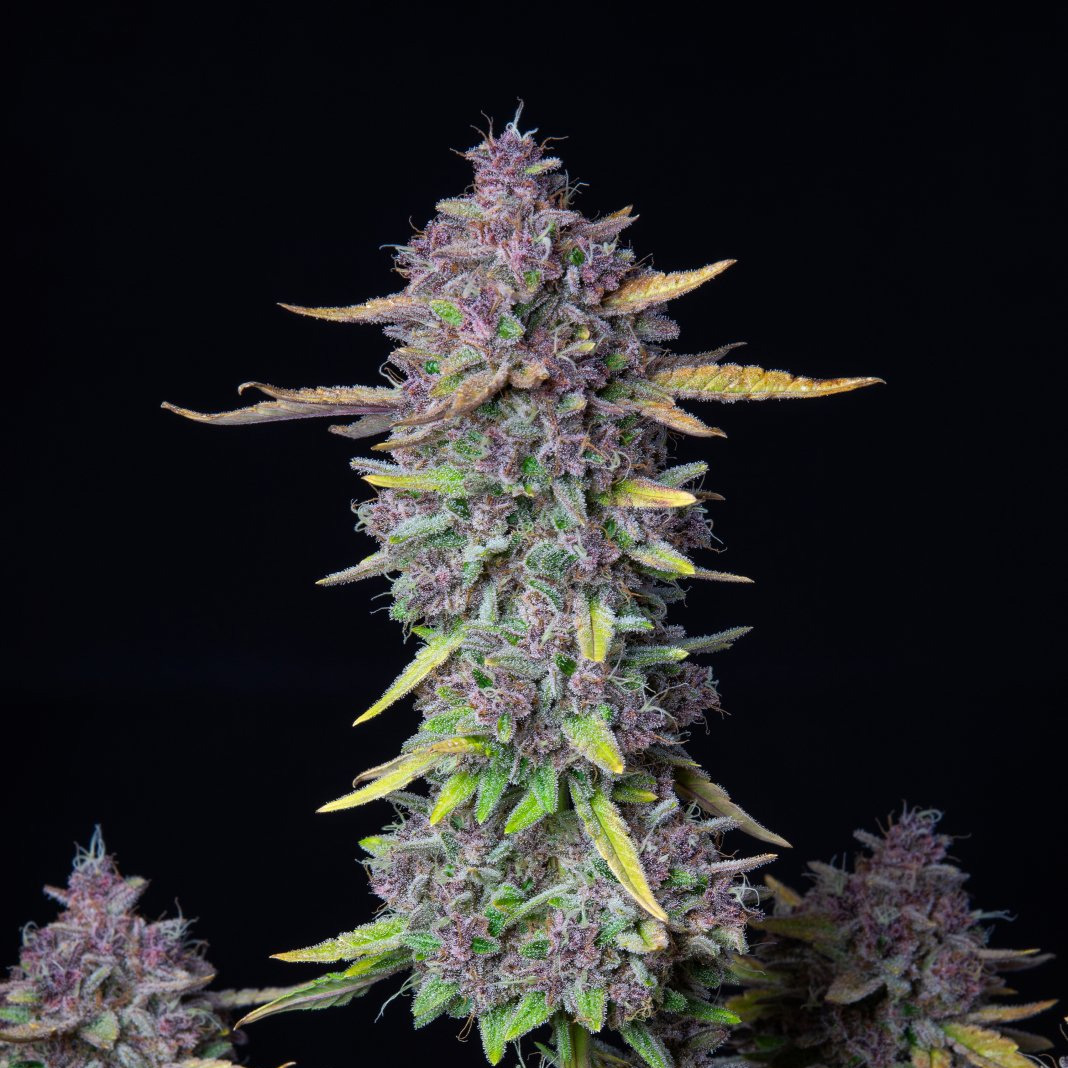 420 Fast Buds Cannabissamen Purple Punch Automatic Pflanze
