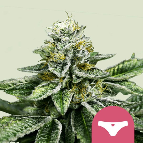 Royal Queen Seeds Cannabissamen - Sherbet Queen USA Premium Feminized