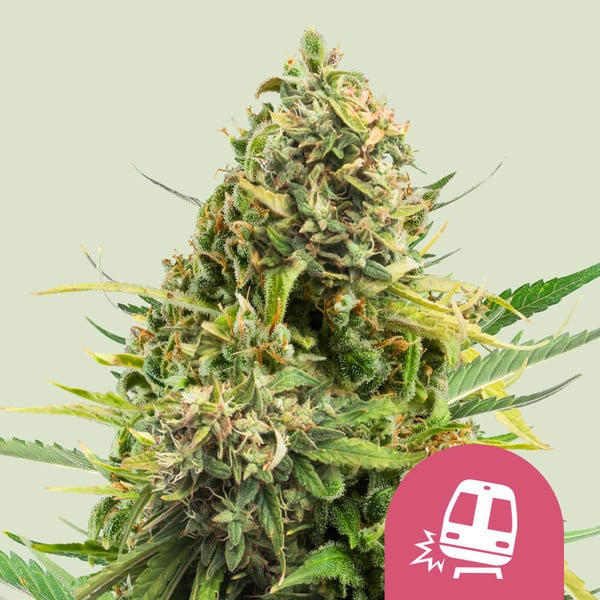 Royal Queen Seeds Cannabissamen Trainwreck Femenized Pflanze