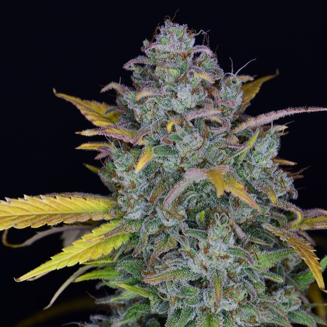 420 Fast Buds Cannabissamen Gelato Automatic Pflanze 420 Fast Buds Cannabissamen Gelato Automatic Pflanze