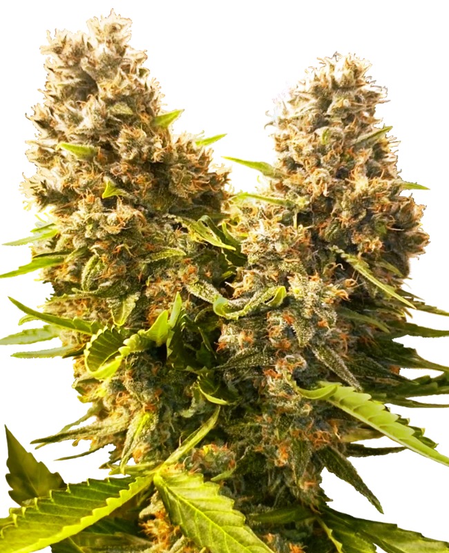 Sensi Cannabis Samen Banana Kush Cake Automatic Pflanze