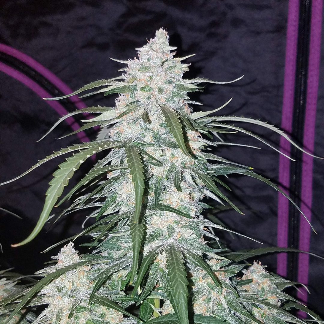 420 Fast Buds Cannabissamen Pineapple Express Automatic Pflanze 420 Fast Buds Cannabissamen Pineapple Express Automatic Pflanze