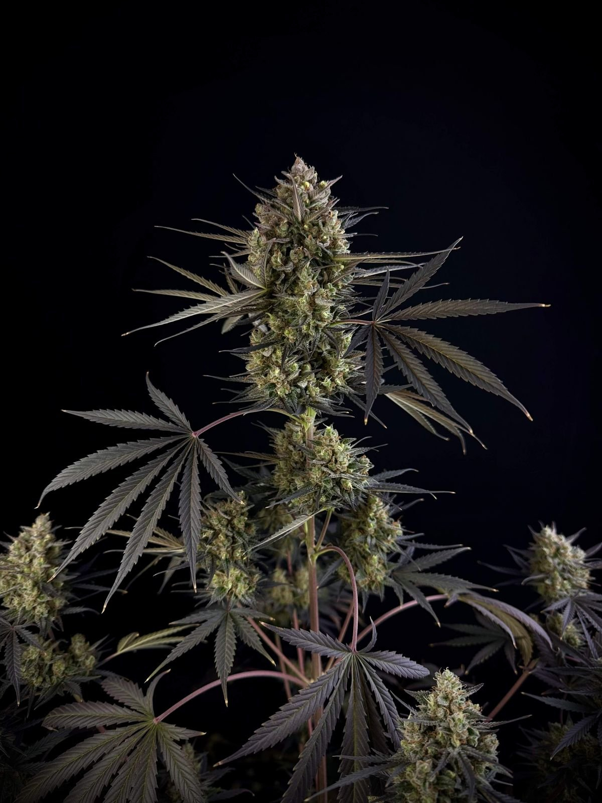 420 Fast Buds Cannabissamen Pound Cake Automatic Pflanze 420 Fast Buds Cannabissamen Pound Cake Automatic Pflanze