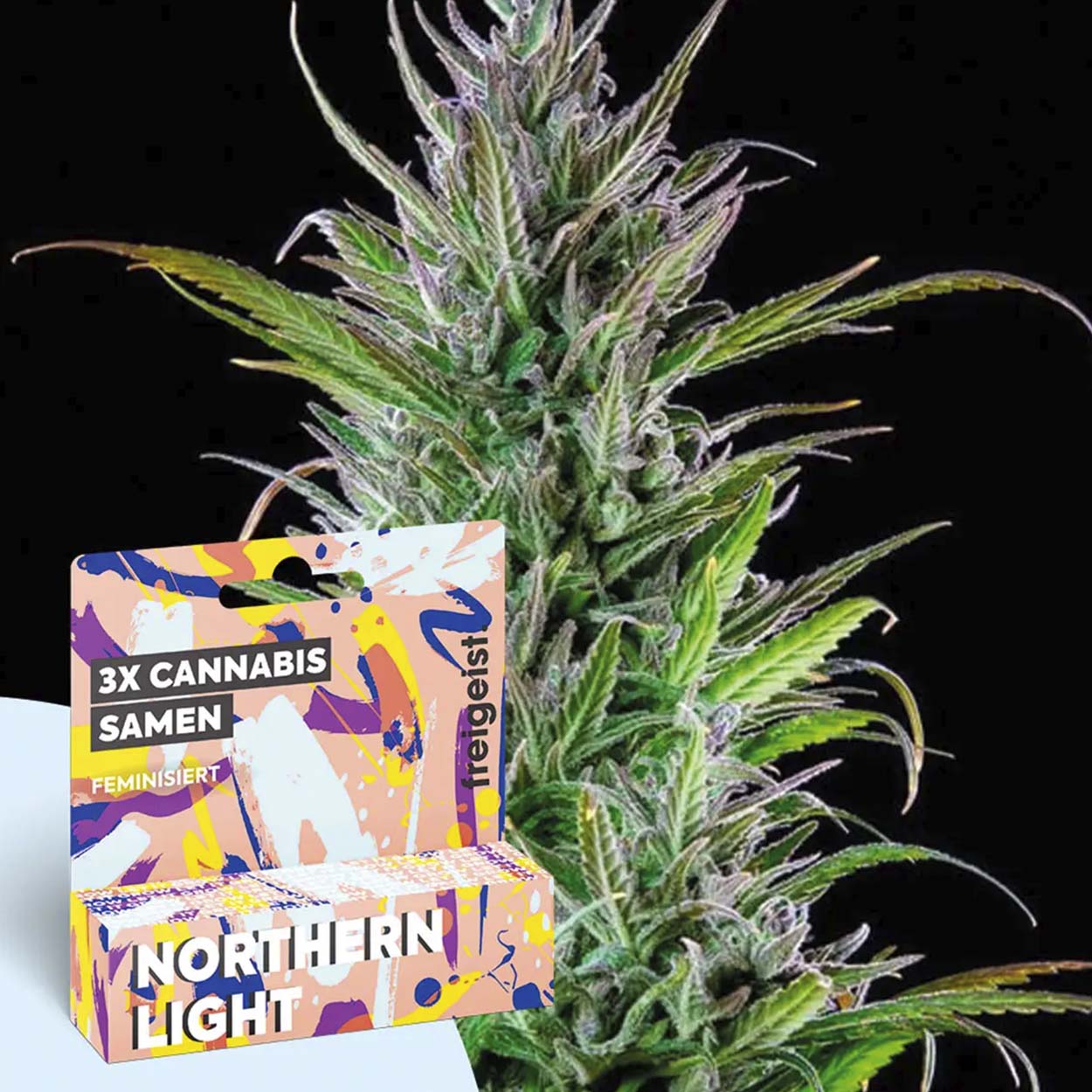 Freigeist Cannabissamen - Nothern Light