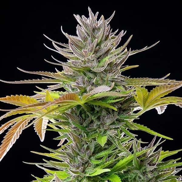 Royal Queen Seeds Cannabissamen - AMG (Amnesia Mac Ganja) USA Premium Feminized