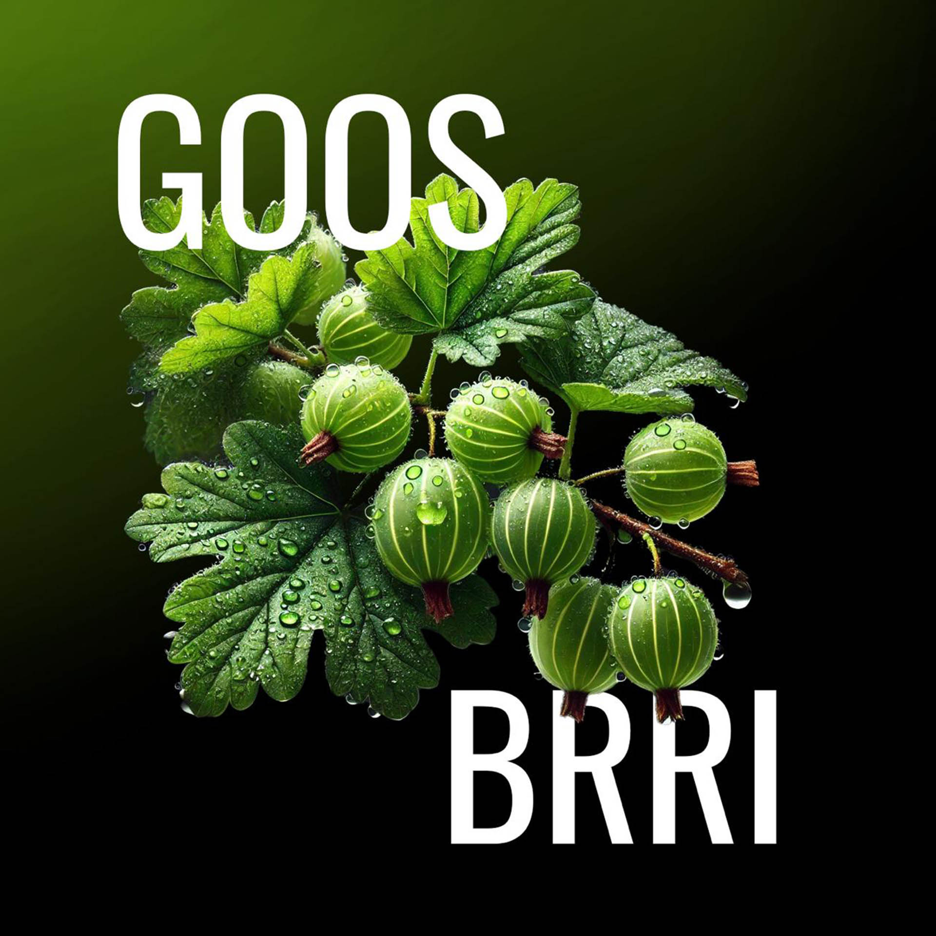 Must H Shisha Tabak Goos Brri 125g Must H Shisha Tabak Goos Brri 125g