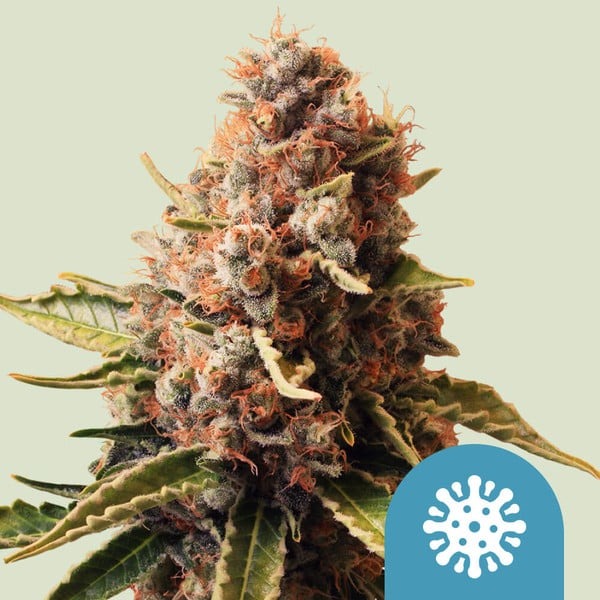 Royal Queen Seeds Cannabissamen Euphoria Logo Royal Queen Seeds Cannabissamen Euphoria Logo