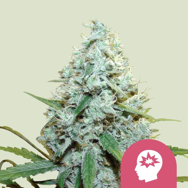 Royal Queen Seeds Cannabissamen - AMG (Amnesia Mac Ganja) USA Premium Feminized