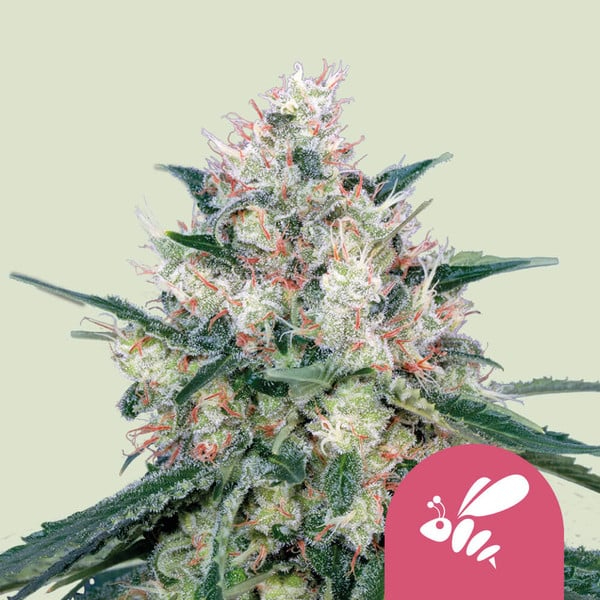 Royal Queen Seeds Cannabissamen - Honey Cream Premium Feminized Fast Flowering