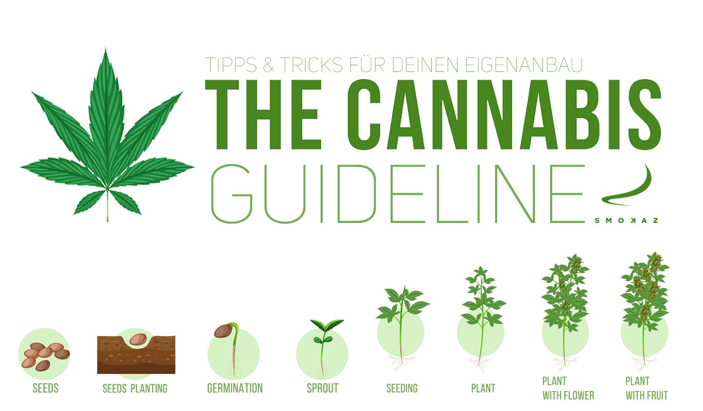Der Leitfaden für das Anpflanzen einer Cannabispflanze / Hanfpflanze Cannabis Guideline