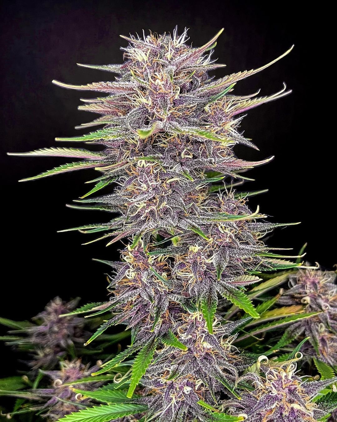 420 Fast Buds Cannabissamen Banana Purple Punch Automatic Pflanze 420 Fast Buds Cannabissamen Banana Purple Punch Automatic Pflanze