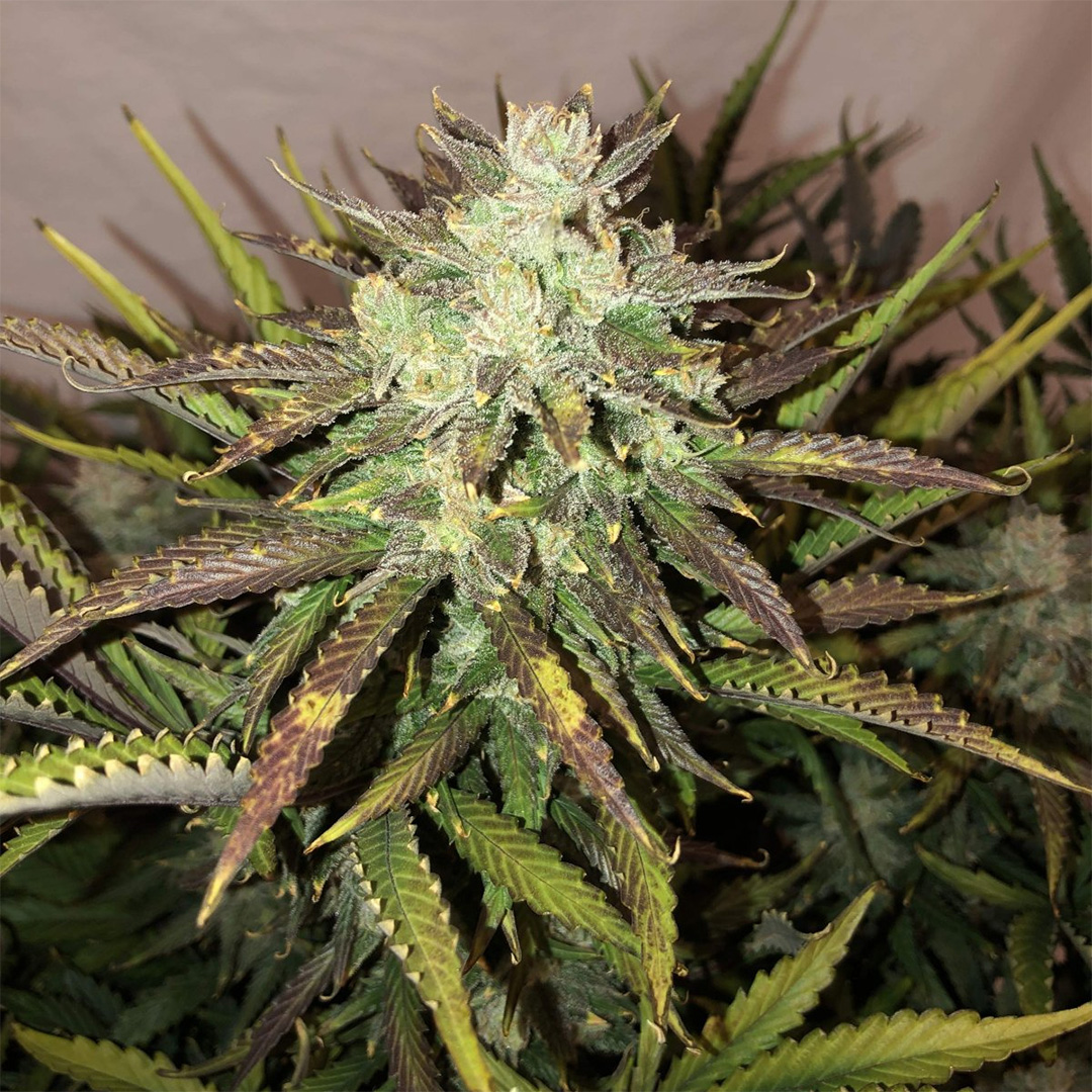 420 Fast Buds Gorilla Automatic Pflanze