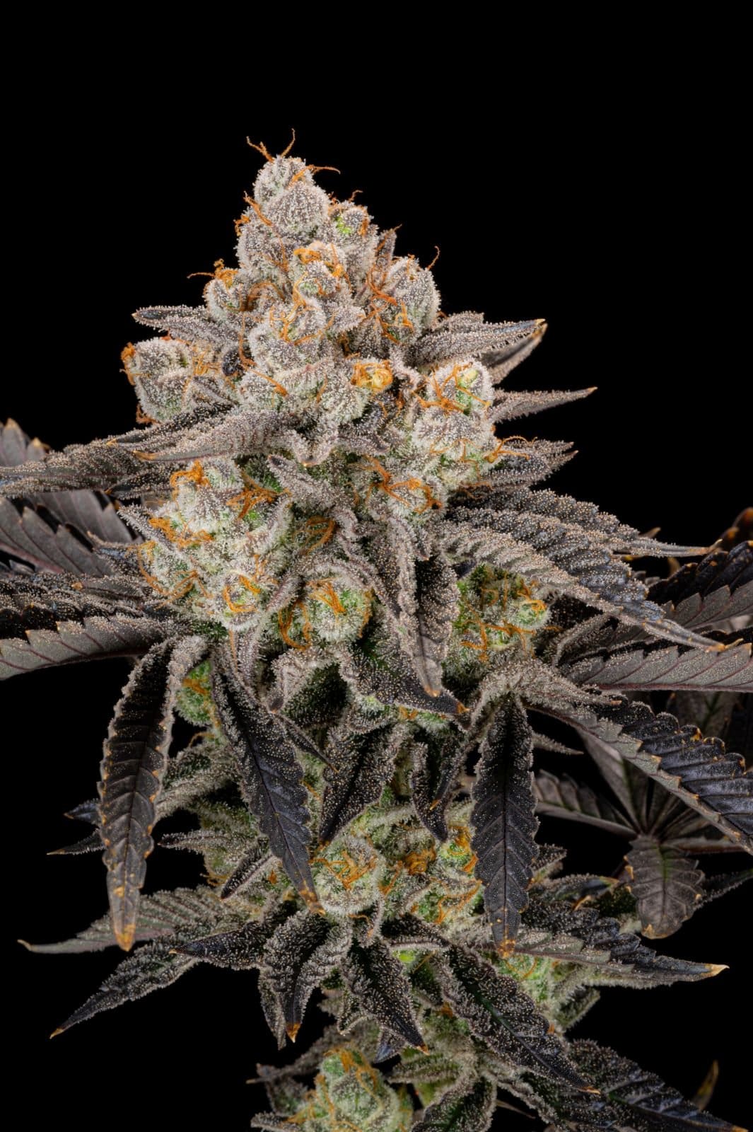 420 Fast Buds Cannabissamen Gorilla Cookies Fast Flowering Pflanze 420 Fast Buds Cannabissamen Gorilla Cookies Fast Flowering Pflanze
