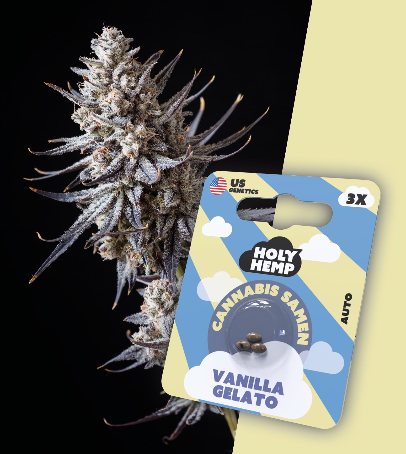 Holy Hemp Cannabissamen Holy Hemp Seeds kaufen